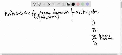 mitosis-and-cytoplasmic-division-function-in-________-a-asexual-reproduction-of-single-celled-euka-2