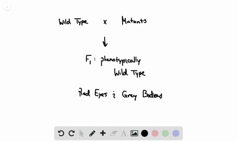 fruit-flies-drosophila-melanogaster-with-a-wild-type-phenotype-have-gray-bodies-and-red-eyes-certain