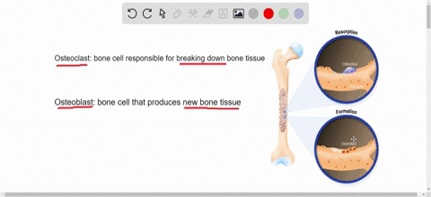 the-bone-cell-responsible-for-breaking-down-bone-tissue-is-the-_______-while-the-bone-cell-that-prod