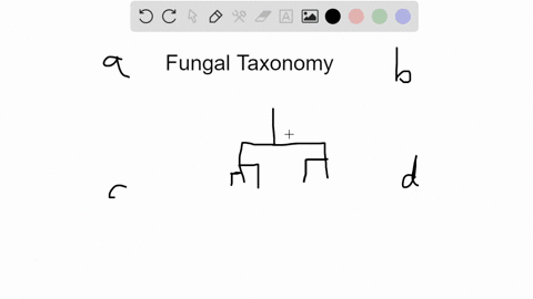 which-fungal-group-is-not-a-group-of-organisms-descended-from-a-most-common-recent-ancestor-and-a-gr