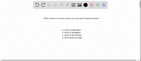 which-root-zone-contains-the-root-cap-and-apical-meristem-a-zone-of-maturation-b-zone-of-elongation-