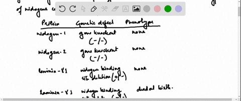 it-is-not-an-easy-matter-to-assign-particular-functions-to-specific-components-of-the-basal-lamina-s