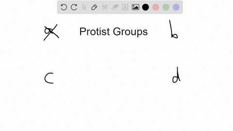 protists-that-form-aggregates-have-cellulose-cell-walls-and-are-heterotrophic-are-probably-a-ciliate