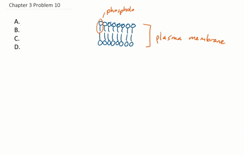 which-plasma-membrane-component-can-be-either-found-on-its-surface-or-embedded-in-the-membrane-str-2