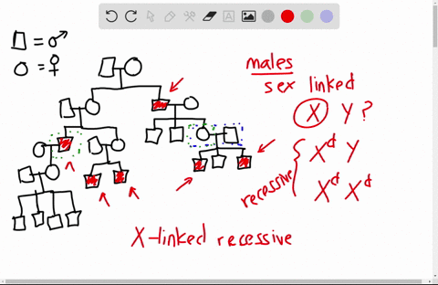 the-following-pedigree-illustrates-the-inheritance-of-nance-horan-syndmome-a-rare-genetic-condition-