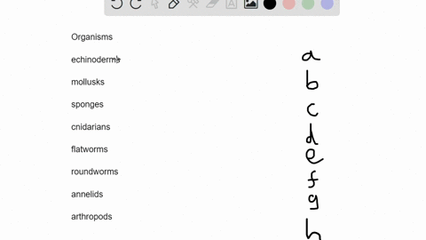 match-the-organisms-with-their-descriptions-________echinoderms-________mollusks-________sponges-___