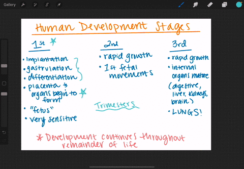 when-is-the-developing-human-most-susceptible-to-the-occurrence-of-birth-defects-from-radiation-or-c