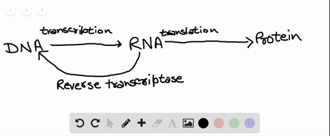 SOLVED:How does the enzyme reverse transcriptase violate the central ...