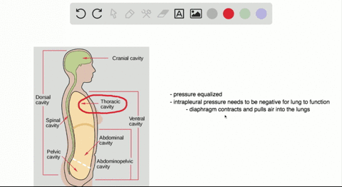 explain-how-a-puncture-to-the-thoracic-cavity-from-a-knife-wound-for-instance-could-alter-the-abilit