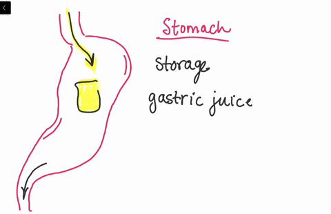 which-of-the-following-is-not-a-major-activity-of-the-stomach-a-mechanical-digestion-b-hcl-productio