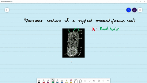 a-afloot-hait-8-epiblema-c-cortex-d-endodermis-e-peikyde-f-pith-g-phloem-h-metaxylem-hprotsoplem-b-a