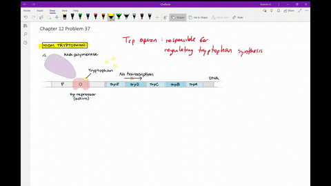 illustrate-the-effect-of-adding-tryptophan-to-a-culture-of-e-coli