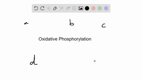 eukaryotes-carry-out-oxidative-phosphorylation-in-the-mitochondrion-the-analogous-structure-used-by-