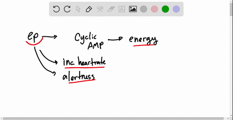 scienticic-inquiry-epinephrine-initiates-a-signal-transduction-pathway-that-produces-cyclic-amp-camp
