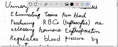 in-what-ways-do-the-four-functions-of-the-urinary-system-contribute-to-homeostasis-pages-219-220