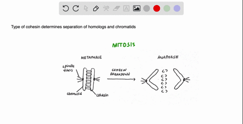 how-would-each-of-the-following-events-affect-the-outcome-of-mitosis-or-meiosis-a-mitotic-cohesin-fa