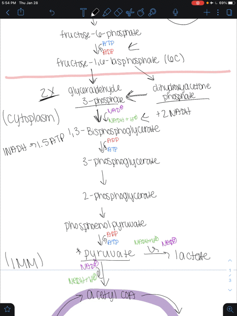 how-many-net-atp-molecules-are-produced-in-the-skeletal-muscles-for-each-glucose-molecule-a-in-gly-3