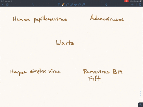 warts-are-caused-by-a-human-papillomavirus-b-herpes-simplex-virus-c-adenoviruses-d-parvovirus-b19