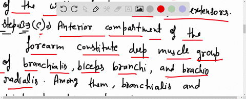 name-two-muscles-in-each-of-the-following-compartments-or-regions-a-thenar-eminence-ball-of-thumb-b-