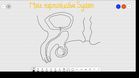 draw-a-labelled-diagram-of-male-reproductive-system