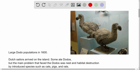 dodos-were-driven-to-extinction-_____-a-when-humans-arrived-in-north-america-b-by-overharvesting-and
