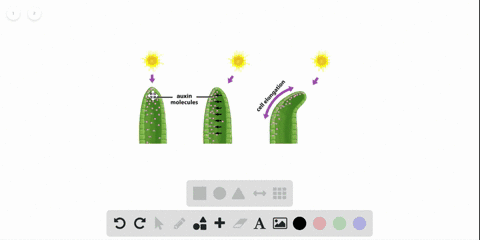 auxins-cause-a-shoot-to-bend-toward-light-by-a-causing-cells-to-shrink-on-the-dark-side-of-the-shoot