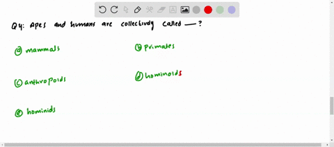 apes-and-humans-are-collectively-called-a-mammals-b-primates-c-anthropoids-d-hominoids-e-hominids
