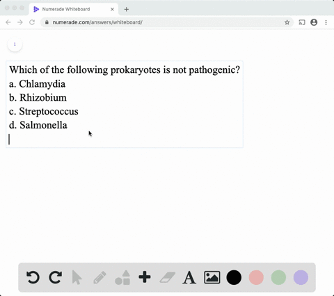which-of-the-following-prokaryotes-is-not-pathogenic-a-chlamydia-b-rhizobium-c-streptococcus-d-sal-2