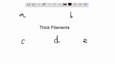 the-thick-filaments-in-a-sarcomere-are-composed-mainly-of-a-calcium-b-actin-c-myosin-d-rhodopsin-e-b
