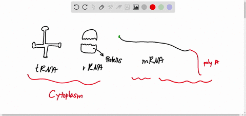 why-does-it-make-sense-that-trna-and-rrna-molecules-are-more-stable-than-mrna-molecules