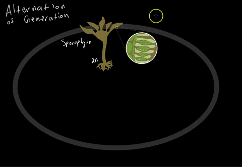 in-a-life-cycle-with-alternation-of-generations-multicellular-haploid-forms-alternate-with-a-unicell