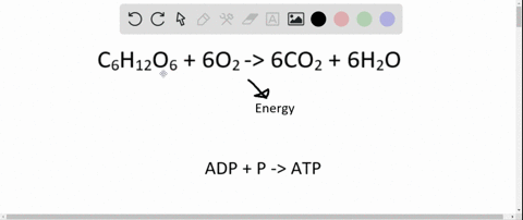 the-role-of-oxygen-in-aerobic-respiration-is-a-to-transport-mathrmco_2-b-as-the-final-proton-and-ele
