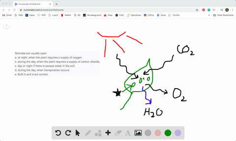 stomata-are-usually-open-a-at-night-when-the-plant-requires-a-supply-of-oxygen-b-during-the-day-when