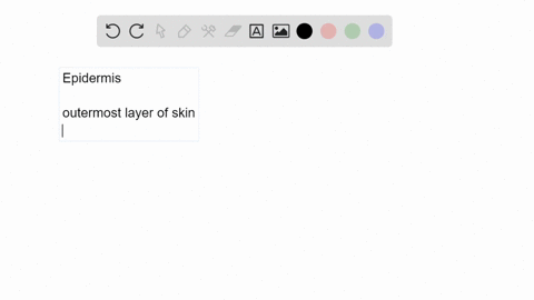 the-________-is-the-outermost-layer-of-the-epidermis