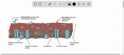 how-does-the-plasma-membrane-act-as-a-selectively-permeable-membrane