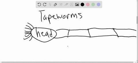 compare-the-digestive-tract-of-an-earthworm-and-a-flatworm-how-is-each-worms-digestive-system-adapti