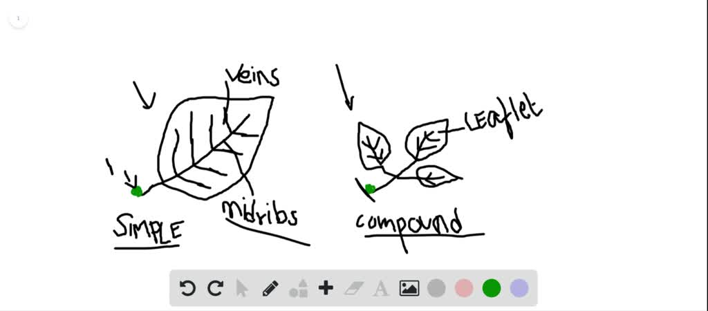 13.1: Leaf Parts and Arrangement - Biology LibreTexts