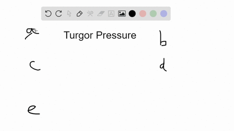 turgor-pressure-is-best-expressed-as-the-a-movement-of-water-into-a-cell-by-osmosis-b-driving-forc-2