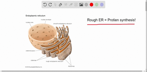 match-each-function-to-the-proper-organelle-in-the-key-a-mitochondrion-b-nucleus-c-golgi-apparatus-3