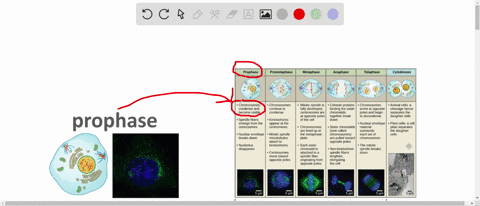 the-individual-chromosomes-become-visible-with-a-light-microscope-during-which-stage-of-mitosis-a-pr