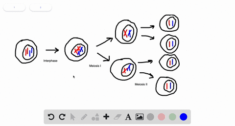 meiosis-is-a-necessary-part-of-sexual-reproduction-because-it-______-a-divides-one-nucleus-into-four