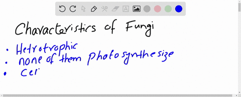 what-characteristics-distinguish-each-phylum-of-fungi
