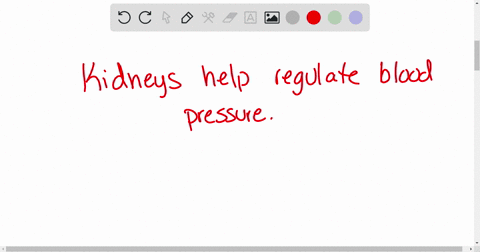 truefalse-the-kidneys-help-regulate-blood-pressure