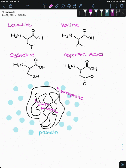 a-portion-of-a-polypeptide-chain-contains-the-following-sequence-of-amino-acids-mathrmleu-mathrmval-
