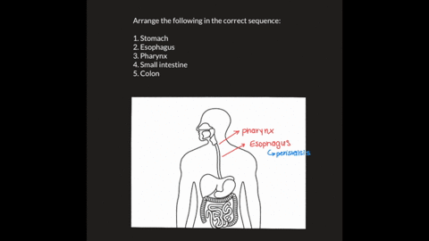 arrange-the-following-into-the-correct-sequence-1-stomach-2-esophagus-3-pharynx-4-small-intestine--3