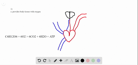 what-is-the-primary-function-of-the-respiratory-system-a-provides-body-tissues-with-oxygen-b-provide