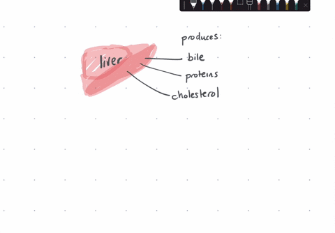 all-of-the-following-are-functions-of-the-liver-except-a-cholesterol-production-b-recycles-red-blood