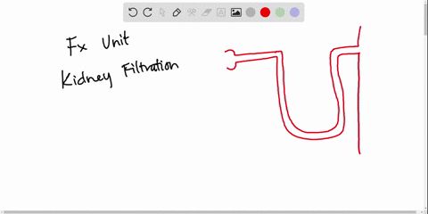 the-functional-unit-of-a-kidney-is-the-_____________-a-pelvis-b-nephron-c-glomerulus-d-renal-pyramid