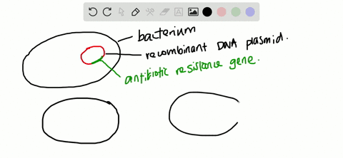 short-answer-suppose-you-transform-bacteria-with-a-recombinant-dna-plasmid-and-by-mistake-grow-the-t