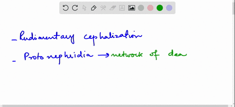 rudimentary-cephalization-protonephridia-and-auricles-characterize-some-numbers-of-phylum-a-arthropo
